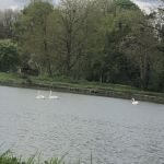 Miniature Les bords du canal latéral à la Loire
